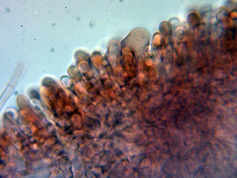 Agaricus arvensis 11 - Cistidio